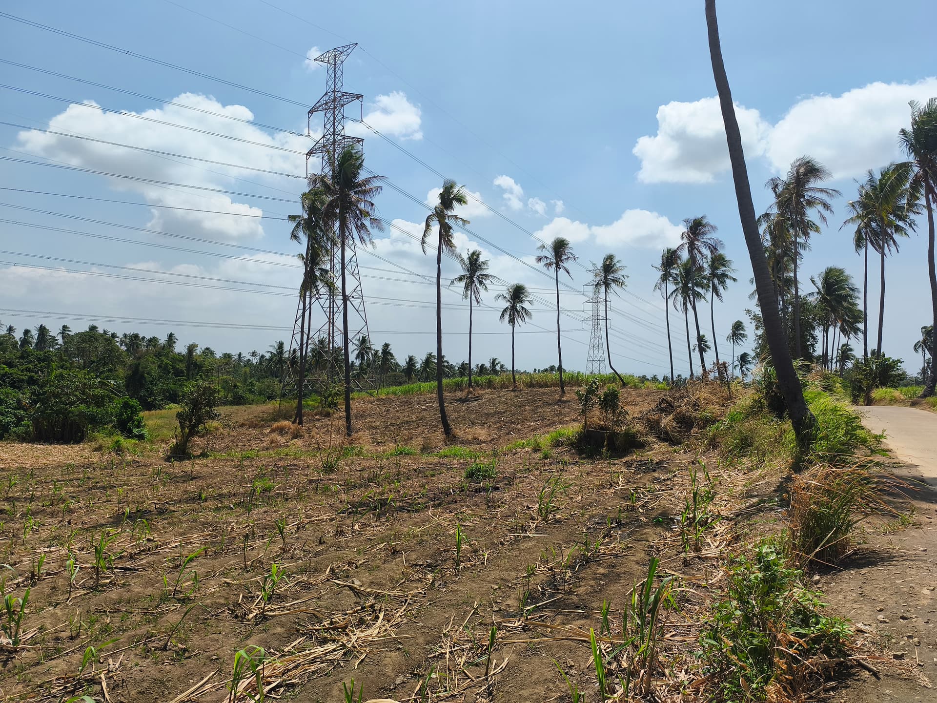 Prime Agricultural Lot For Sale Located in Timbain Calaca Batangas - RAS