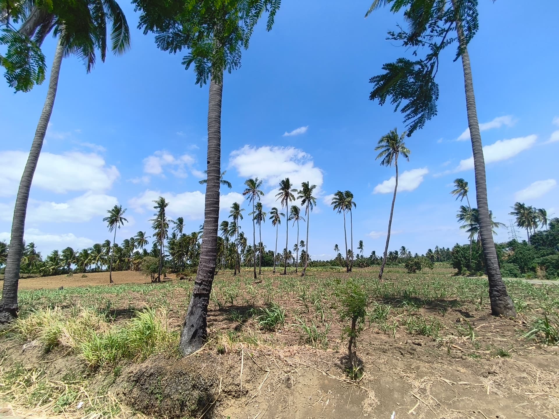 200,000sqm Agricultural Lot in Timbain Calaca Batangas For Sale - LSS