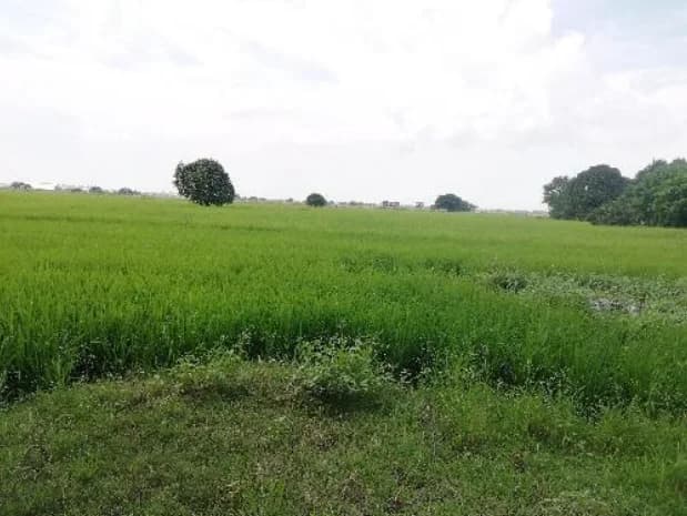 Pulilan | Lot for Sale in Bulacan